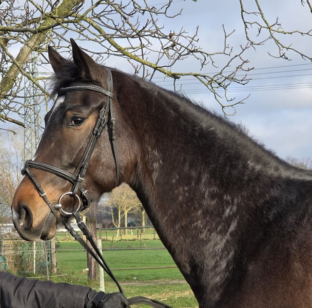 Hannoveraner, Stute in Wachtendonk