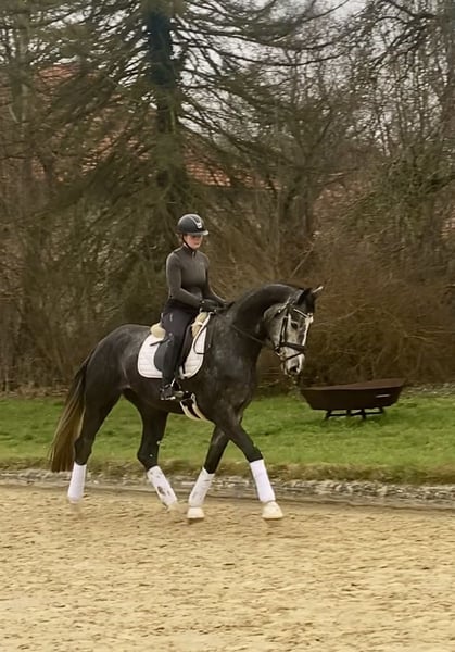 Hannoveraner, Stute in Rosdorf