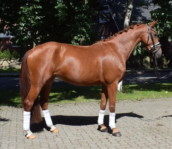 Hannoveraner, Stute in Fredenbeck