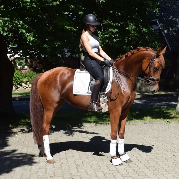 Hannoveraner, Stute in Fredenbeck