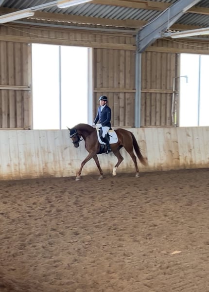 Hannoveraner, Stute in Weil