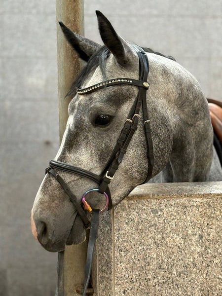 Hannoveraner, Stute in Verden (Aller)