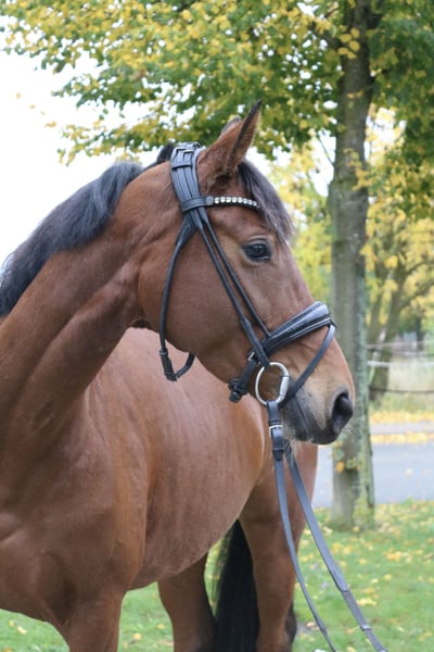 Hannoveraner, Stute in Springe