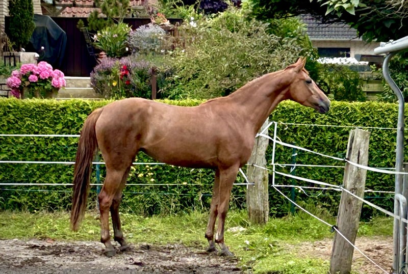 Hannoveraner, Stute in Nienburg (Weser)