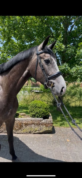 Hannoveraner, Stute in Altenberge