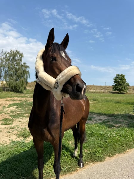 Hannoveraner, Stute in Mönchengladbach