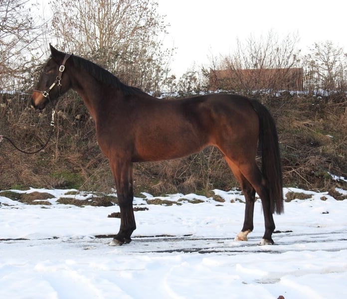 Hannoveraner, Stute in Verl