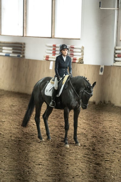 Hannoveraner, Stute in Tornesch