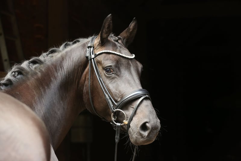 Hannoveraner, Stute in Landesbergen