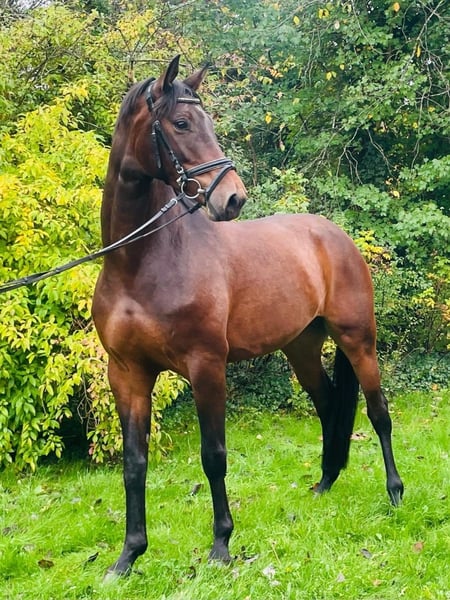 Hannoveraner, Stute in Essen (Oldenburg)