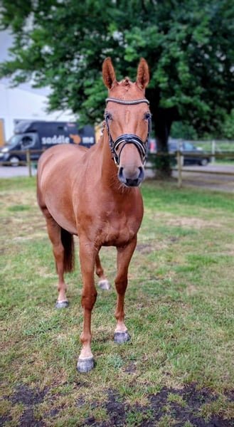 Hannoveraner, Stute in Kirchlinteln