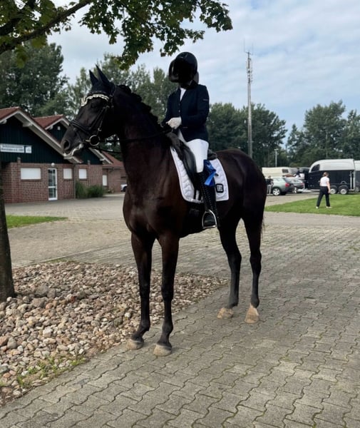 Hannoveraner, Stute in Wagenfeld