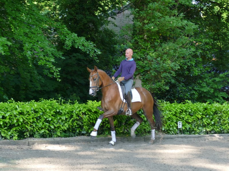 Hannoveraner, Stute in Hemsingen