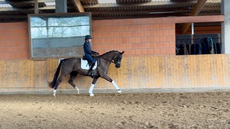 Hannoveraner, Stute in Hammah