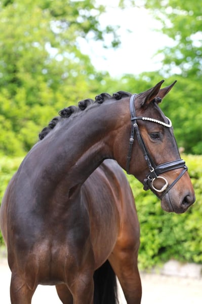 Hannoveraner, Stute in Meinersen