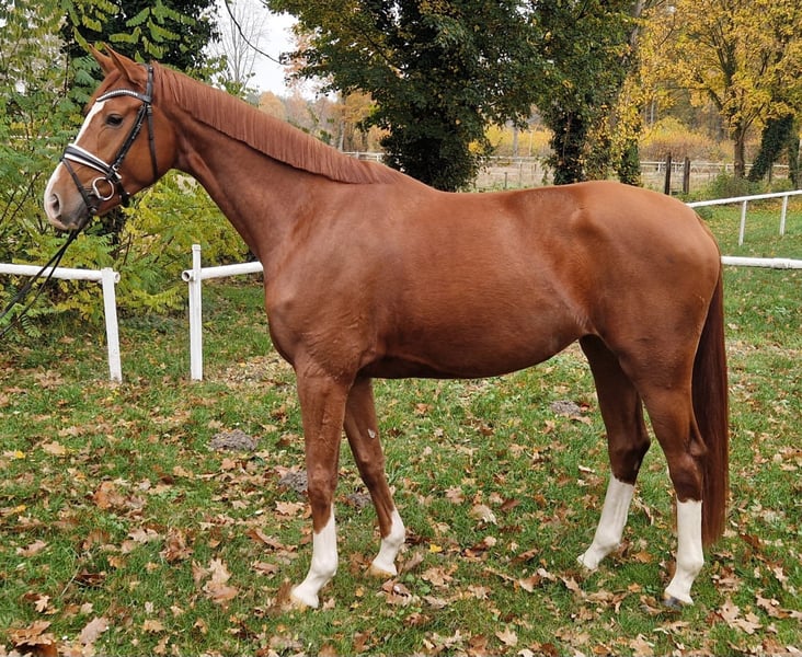 Hannoveraner, Stute in Nienhagen