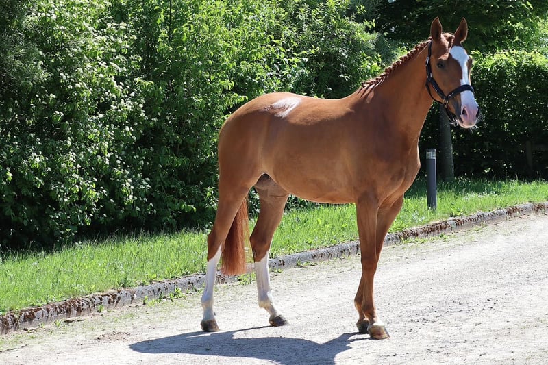 Hannoveraner, Stute in Altenahr