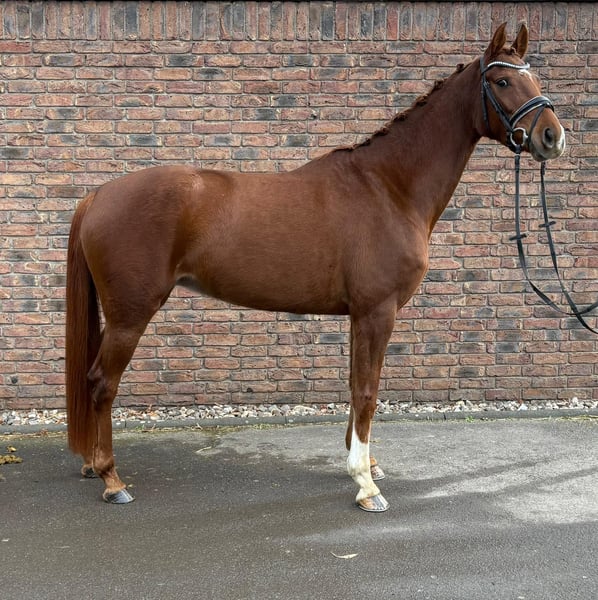 Hannoveraner, Stute in Bonn