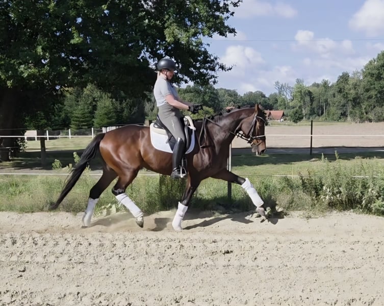 Hannoveraner, Stute in Bassum