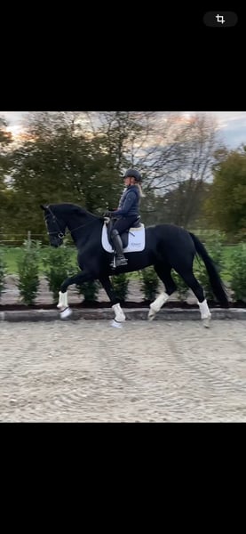 Hannoveraner, Stute in GrevenGreven