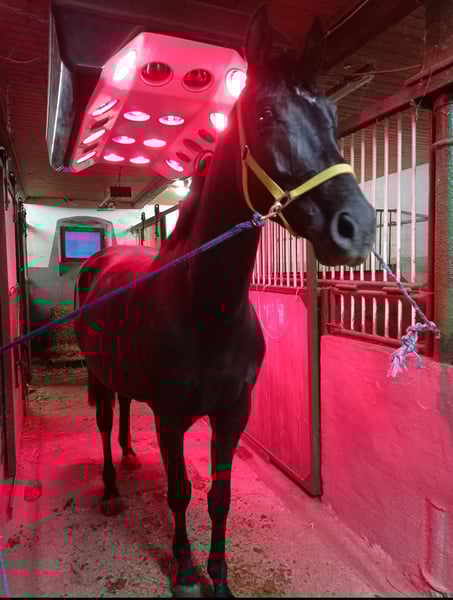 Hannoveraner, Stute in Mügeln