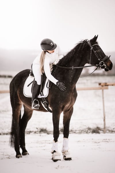 Hannoveraner, Stute in Meinhard