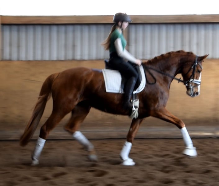 Hannoveraner, Stute in Fredenbeck