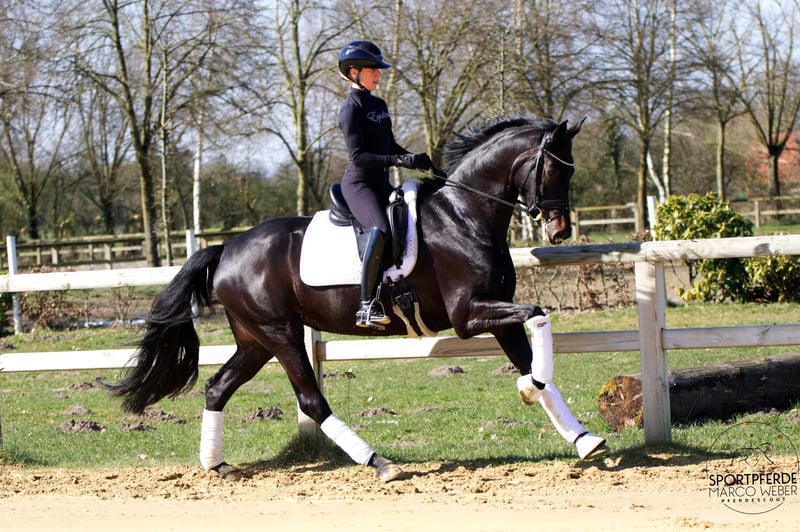 Hannoveraner, Stute in Werl