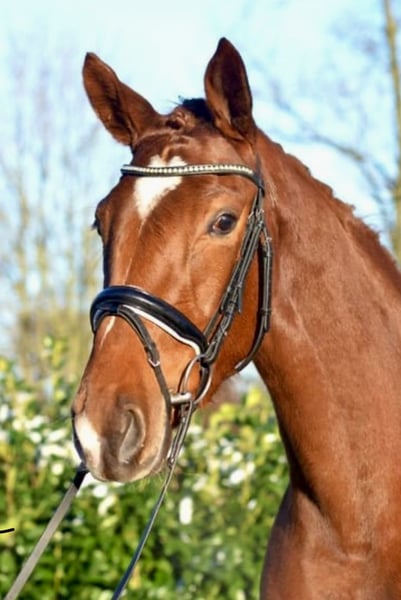Hannoveraner, Stute in Dallgow-Döberitz