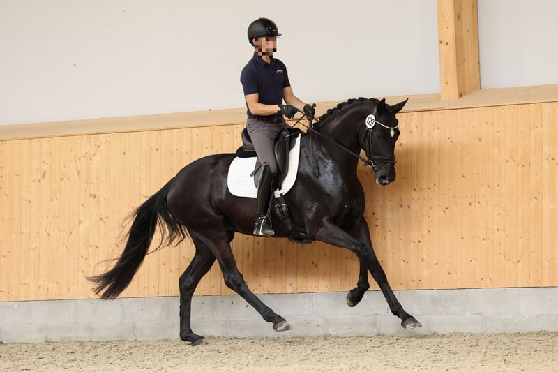 Hannoveraner, Stute in Daaden