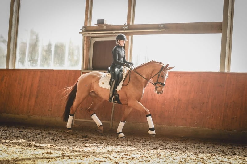 Hannoveraner, Stute in Ohrensen