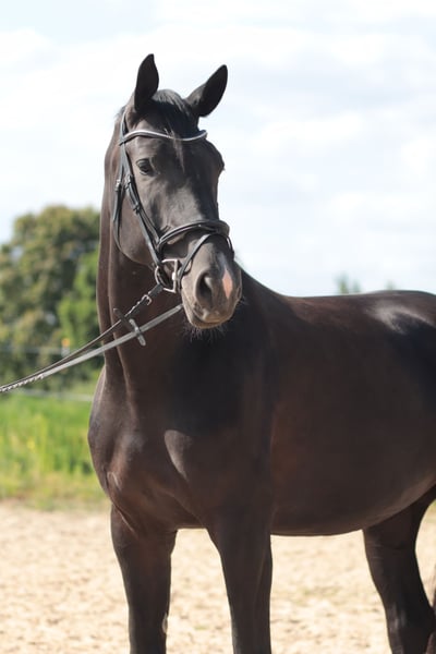 Hannoveraner, Stute in Leverkusen