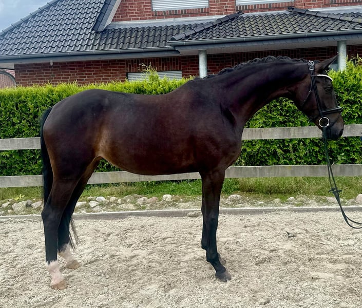 Hannoveraner, Stute in Bargstedt