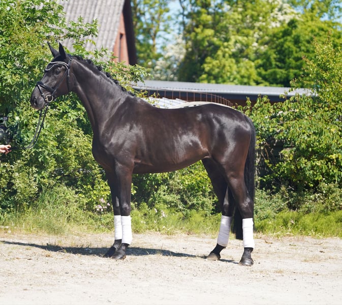 Hannoveraner, Stute in Hohenfelde