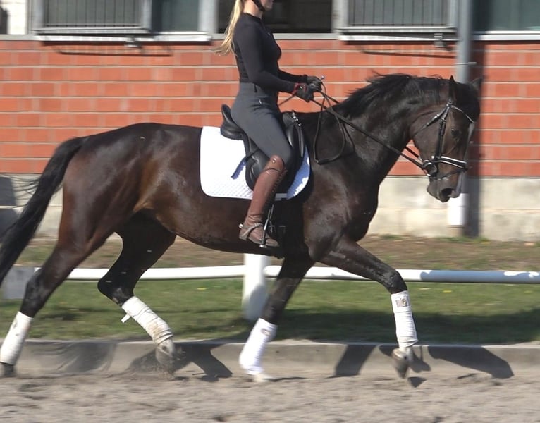 Hannoveraner, Stute in Ratekau