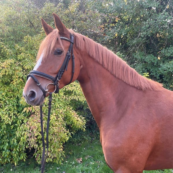 Hannoveraner, Stute in Essen (Oldenburg)