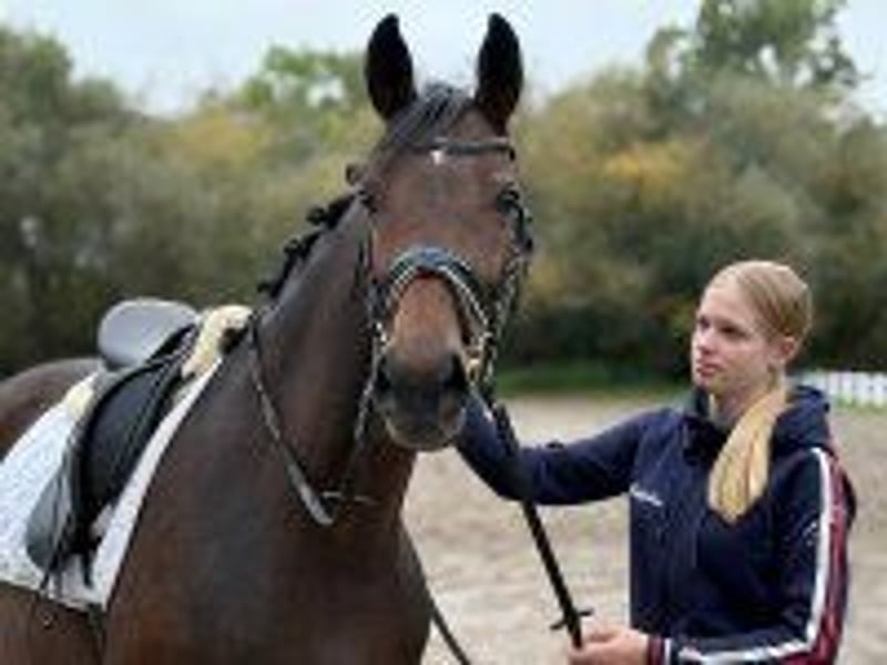 Hannoveraner, Stute in Verden (Aller)