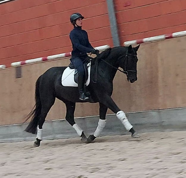 Hannoveraner, Stute in Gifhorn