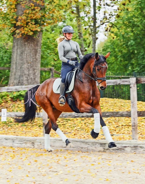 Hannoveraner, Stute in Kempen