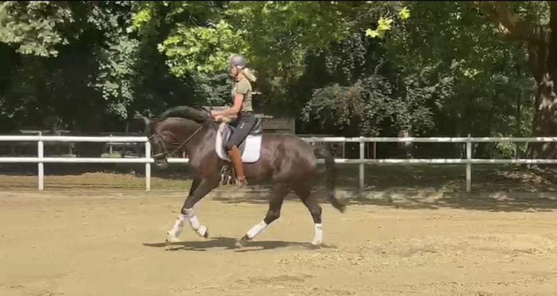 Hannoveraner, Stute in Hamm