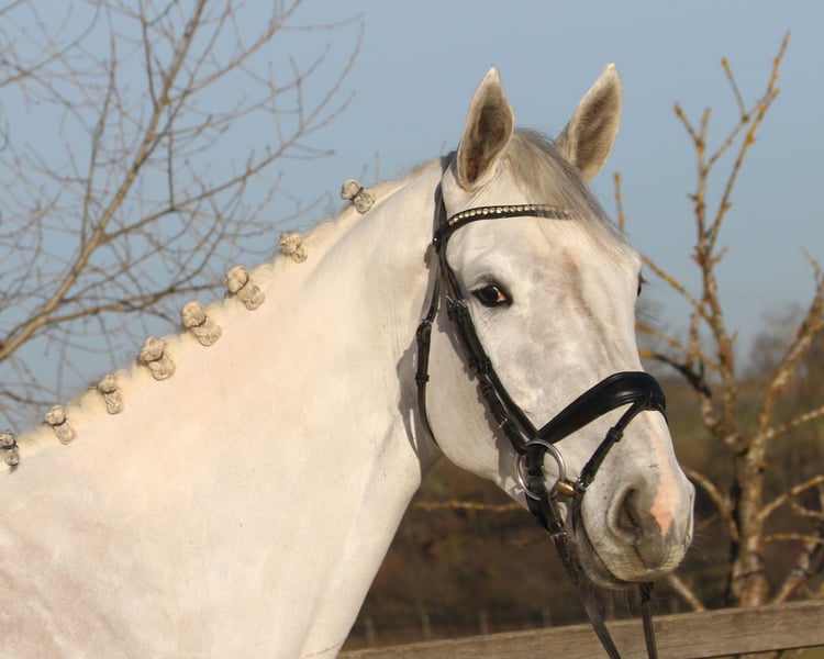Hannoveraner, Stute in Bad Dürrheim