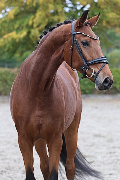 Hannoveraner, Stute in Meinersen