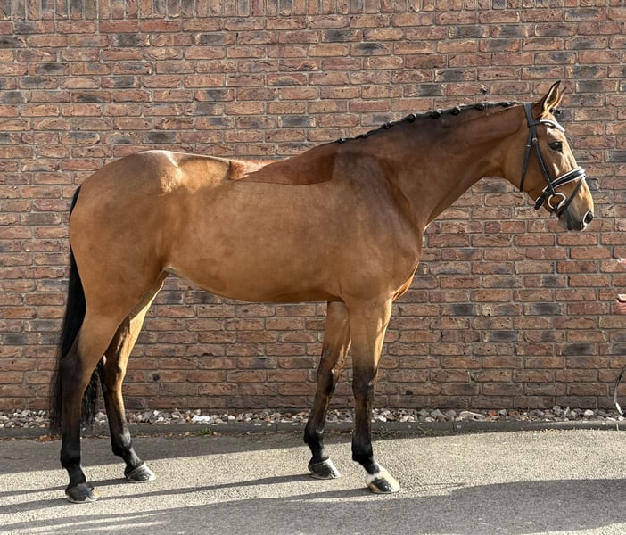 Hannoveraner, Stute in Niederkassel
