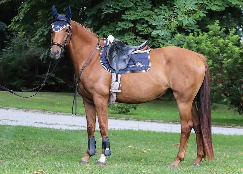 Hannoveraner, Stute in Calau