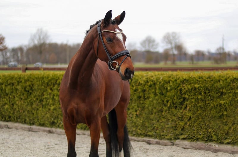 Hannoveraner, Stute in Tiddische