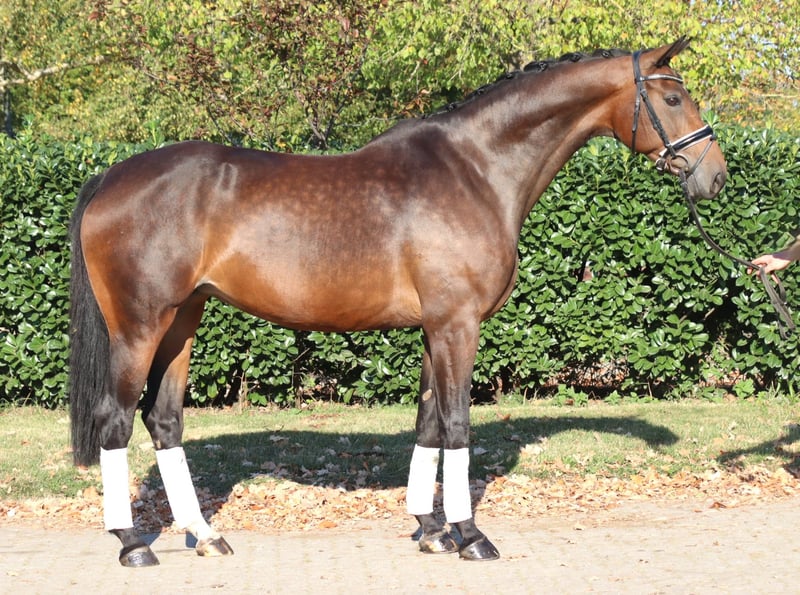 Hannoveraner, Stute in Selsingen