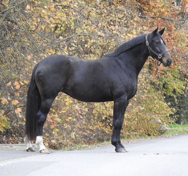 Hannoveraner, Stute in Verl