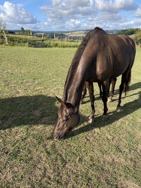 Hannoveraner, Stute in Friedland