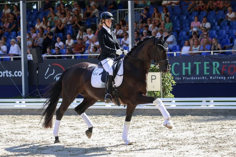 Hannoveraner, Stute in Lippetal