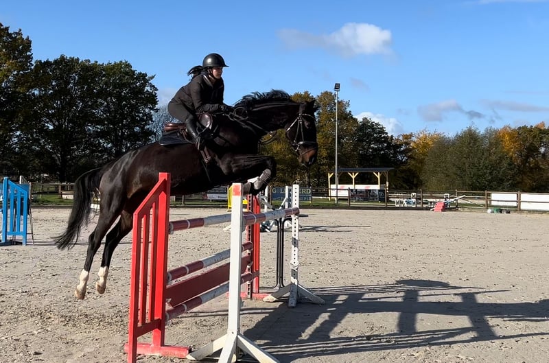 Hannoveraner, Stute in Salzhausen